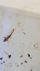 Ichthyosaura alpestris