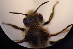 Osmia rufohirta