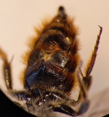 Osmia rufohirta