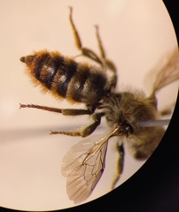 Osmia rufohirta