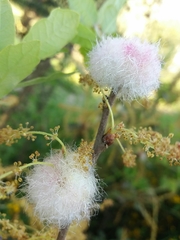 Andricus quercusramuli