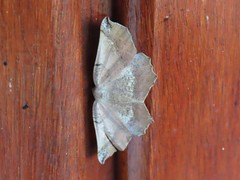 Drepanogynis mixtaria