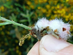 Andricus quercusramuli