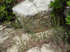 Epilobium glaberrimum glaberrimum