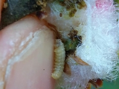 Andricus quercusramuli