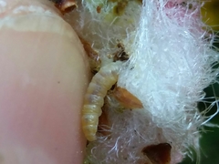 Andricus quercusramuli