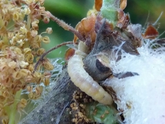 Andricus quercusramuli