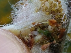 Andricus quercusramuli