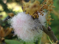 Andricus quercusramuli