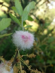 Andricus quercusramuli