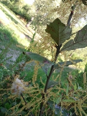 Andricus quercusramuli