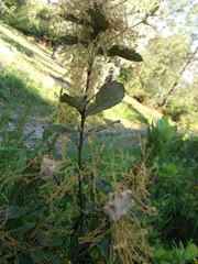 Andricus quercusramuli