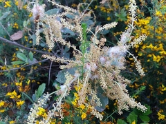 Andricus quercusramuli