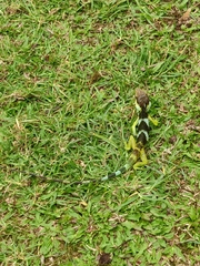Calotes grandisquamis