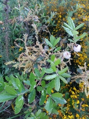 Andricus quercusramuli