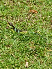 Calotes grandisquamis