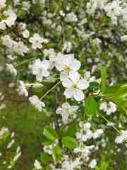 Prunus cerasus