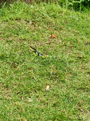 Calotes grandisquamis