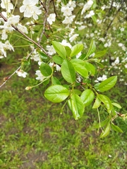 Prunus cerasus