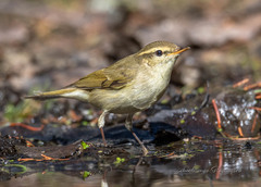 Greenish Warbler photo 3
