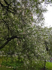 Prunus cerasus