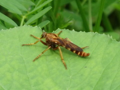 Asilus sericeus