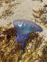 Physalia physalis