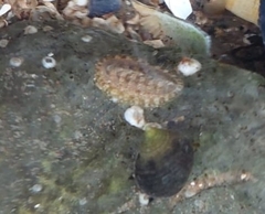 Lepidochitona cinerea