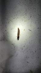 Dysmicohermes disjunctus