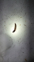 Dysmicohermes disjunctus