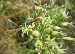Silene chersonensis