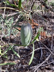 Leichhardtia australis