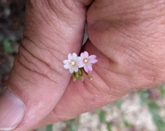 Epilobium glaberrimum glaberrimum