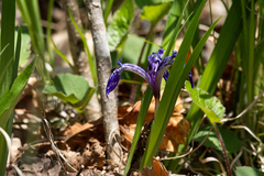 Iris uniflora