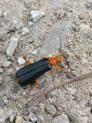 Neopyrochroa flabellata