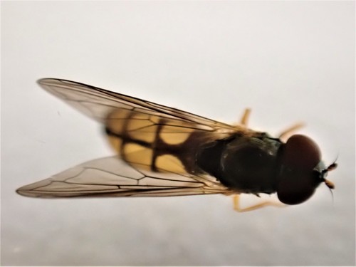 Small Hover Fly photo 3