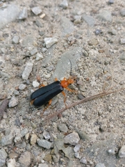 Neopyrochroa flabellata