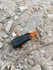 Neopyrochroa flabellata