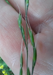 Festuca parvigluma