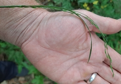Festuca parvigluma
