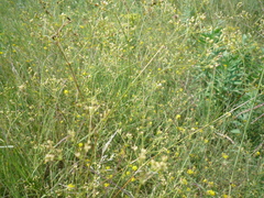 Galium octonarium