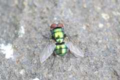 Calliphoridae