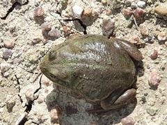 Ranoidea platycephala