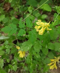 Corydalis heterocarpa