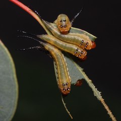 Lophyrotoma interrupta