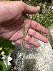 Epilobium glaberrimum glaberrimum