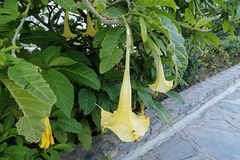 Brugmansia aurea