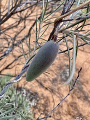 Leichhardtia australis