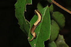 Dichorragia nesimachus