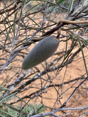 Leichhardtia australis